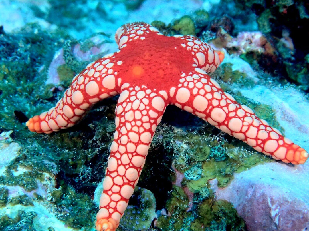 Blue Bay Divers Diving Centre-蓝湾必去景点