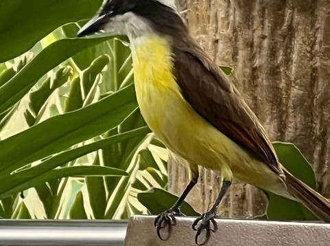 Pacific Trade Winds-Nuevo Arenal必去景点