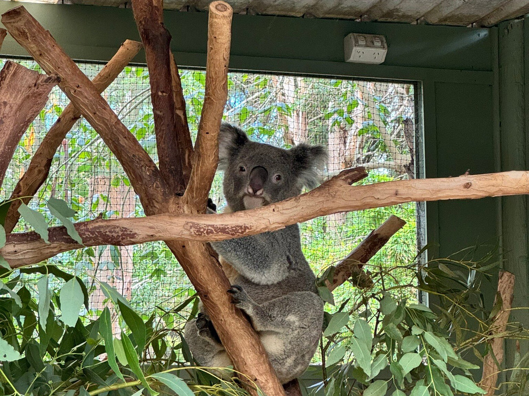 Blue Mountains Tours-格兰布鲁克必去景点