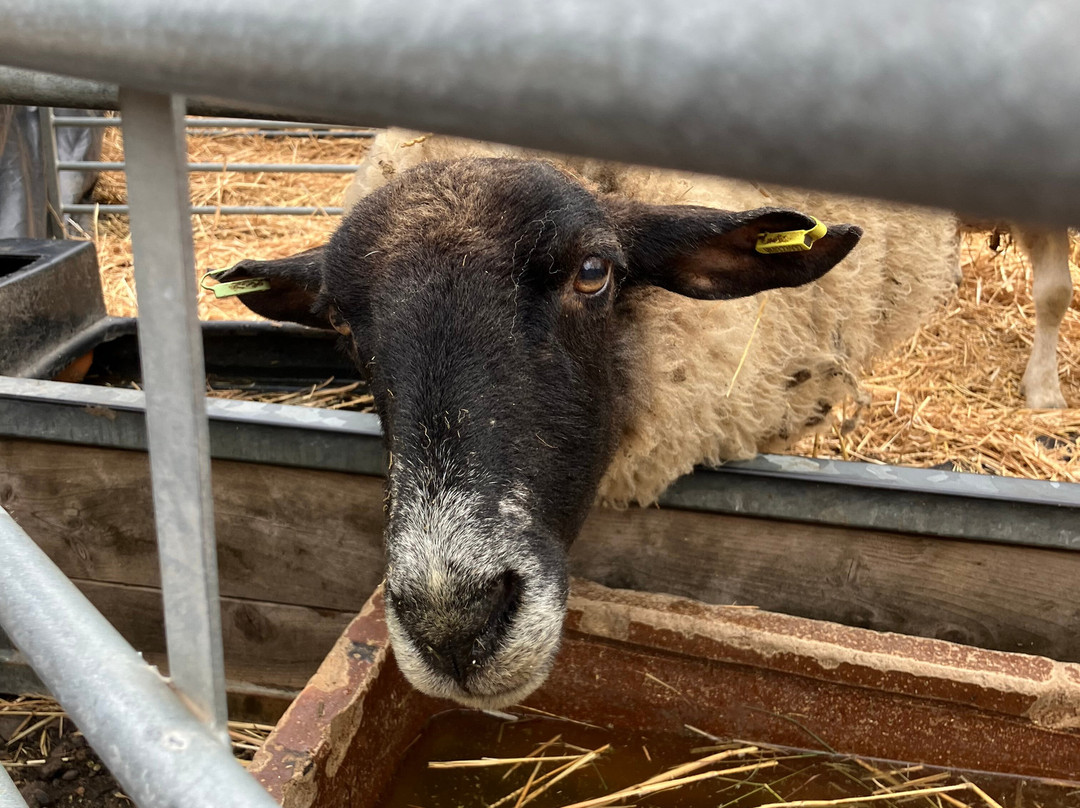 Foxholes Farm Shop & Butchery-Hertford必去景点