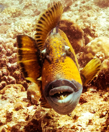 Scuba Journey-乌库拉斯必去景点