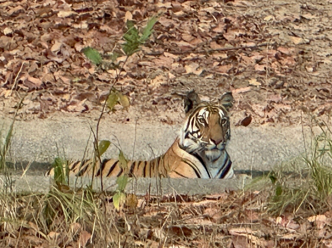 Alternative Tours-布巴内斯瓦尔必去景点