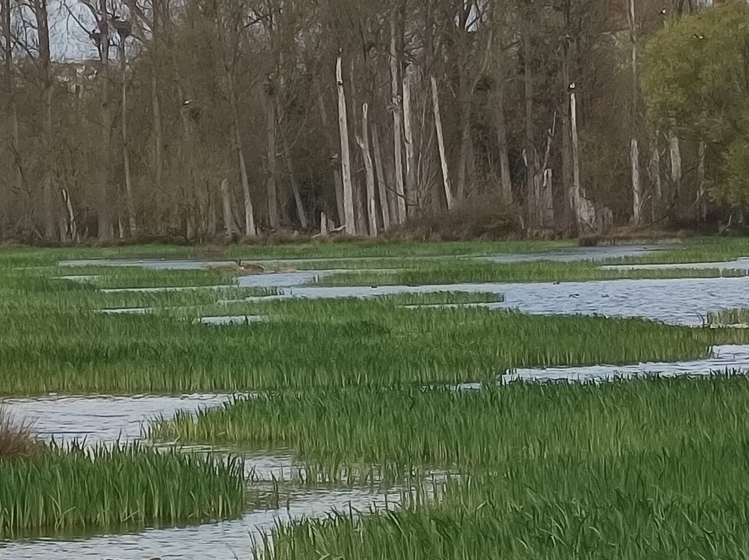 Parque Salburua-维多利亚必去景点