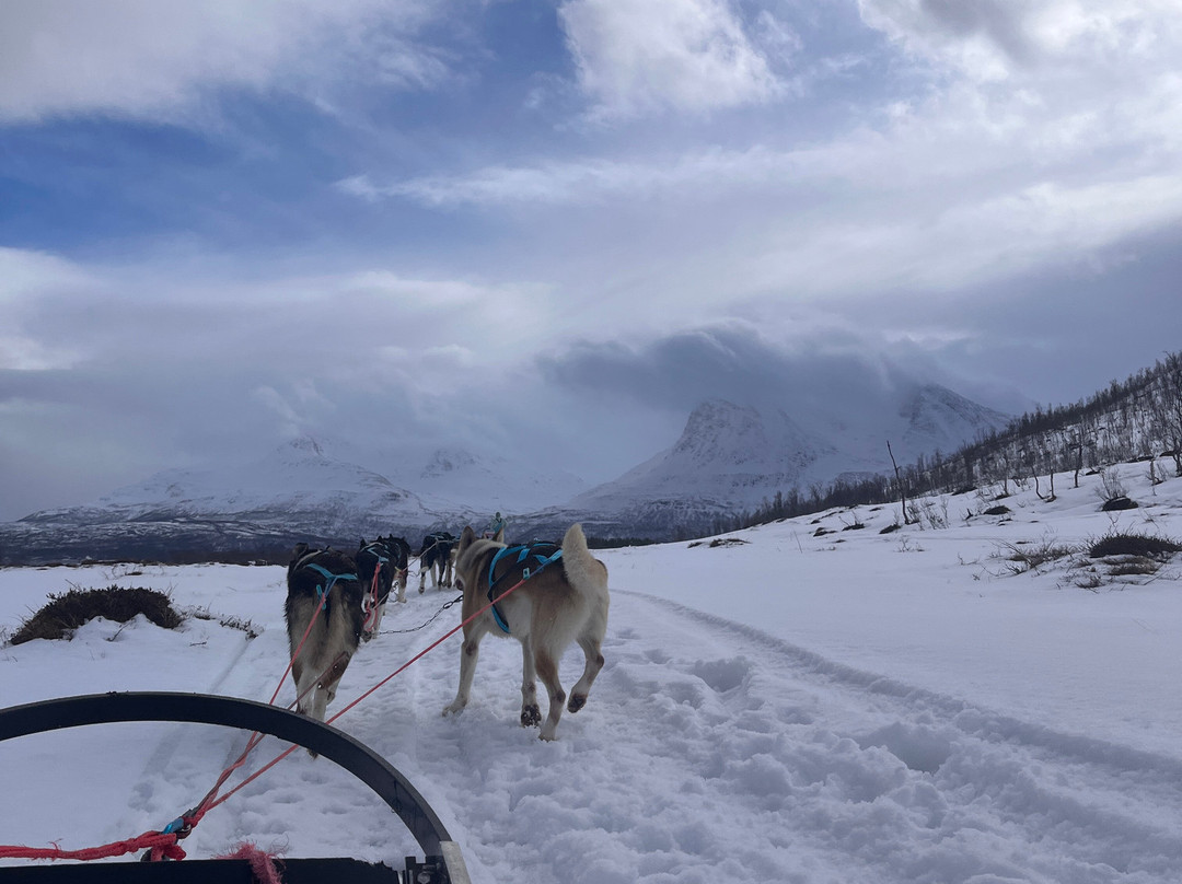 Kvaløya Husky-特罗姆瑟必去景点