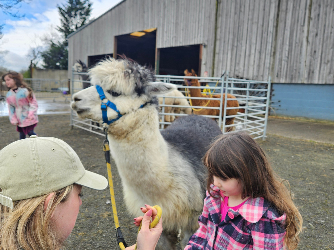 Cheshire Alpacas-Antrobus必去景点