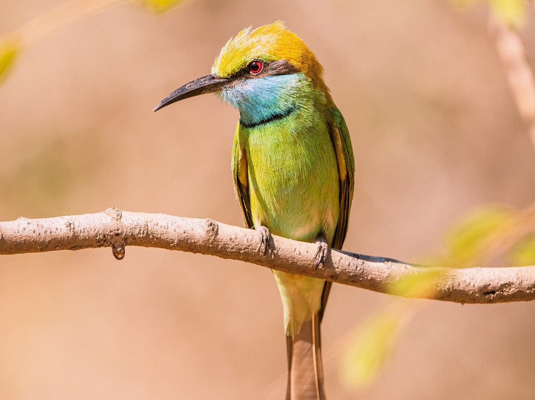 H.O.T Tourism-科伦坡必去景点