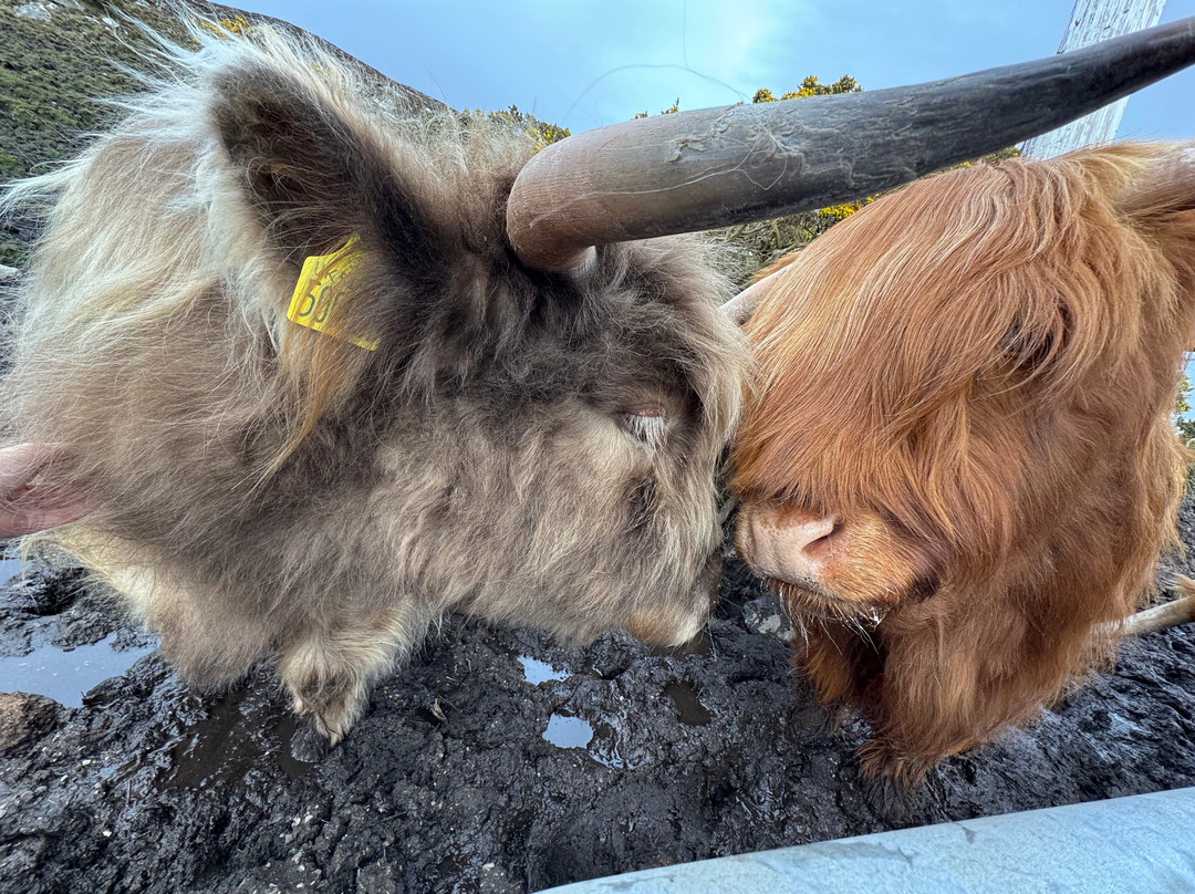 Lochbroom Highlanders