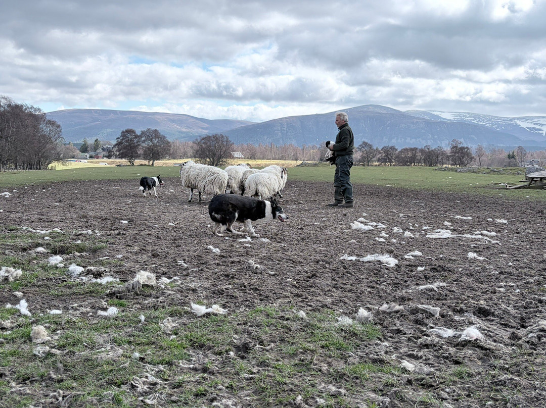 Working Sheepdogs-Kincraig必去景点