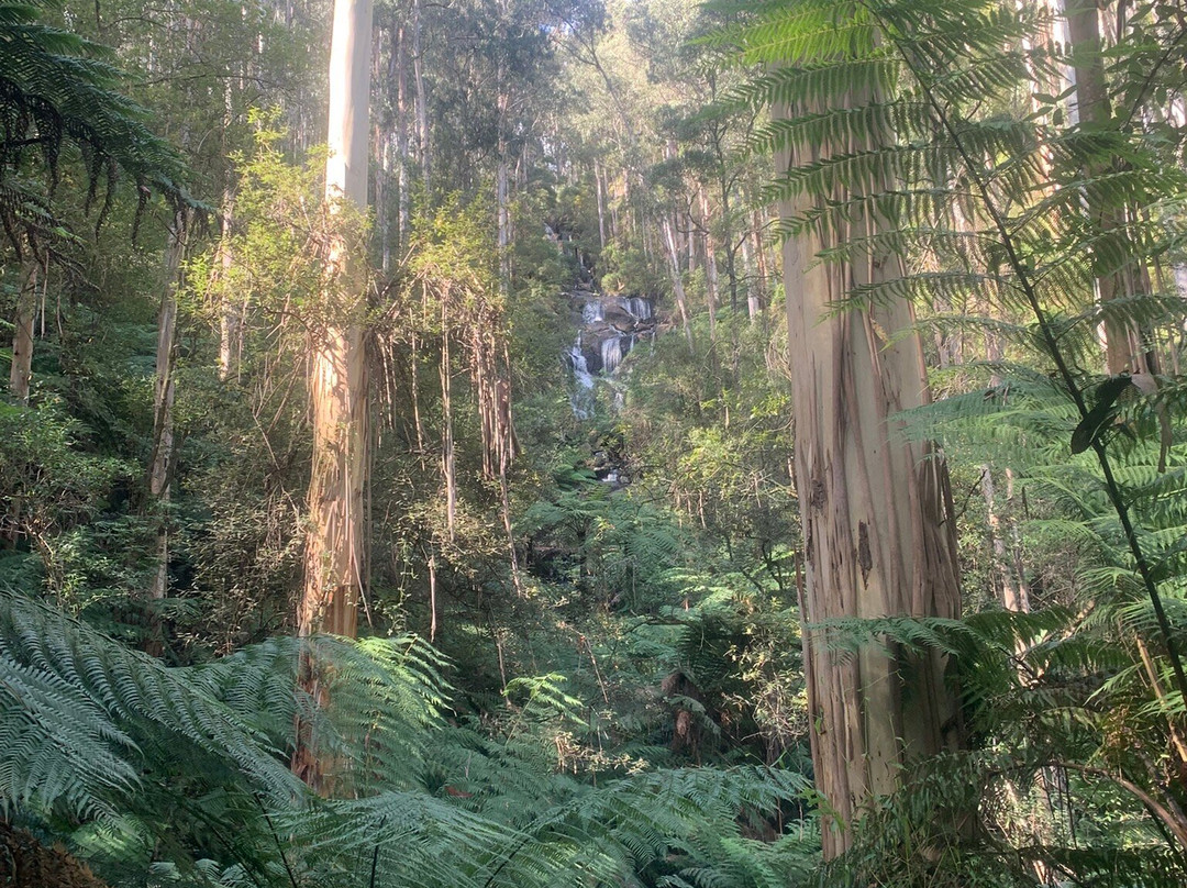 Toorongo Falls-Noojee必去景点