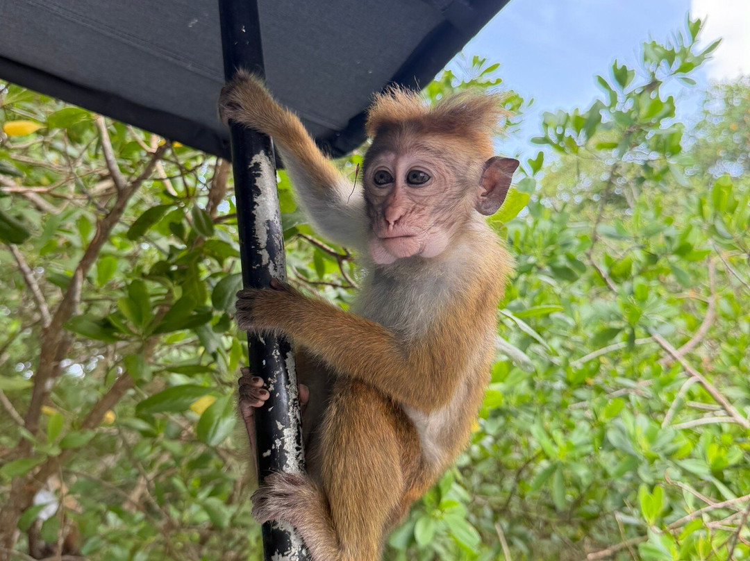 Koggala Lake Boat Safari & Kayak Adventure with Malish-克拉必去景点