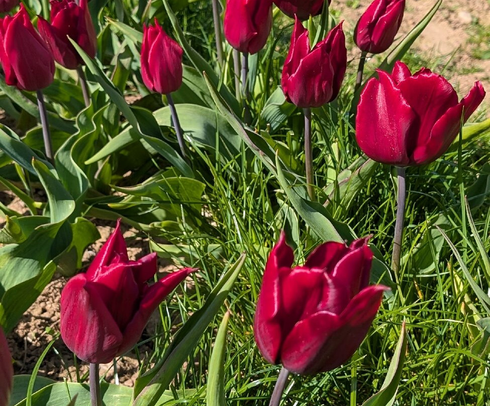 Tulleys Tulip Garden - Warwickshire-沃里克必去景点