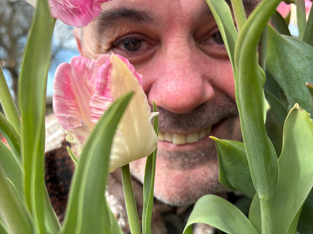 Tulleys Tulip Garden - Warwickshire-沃里克必去景点