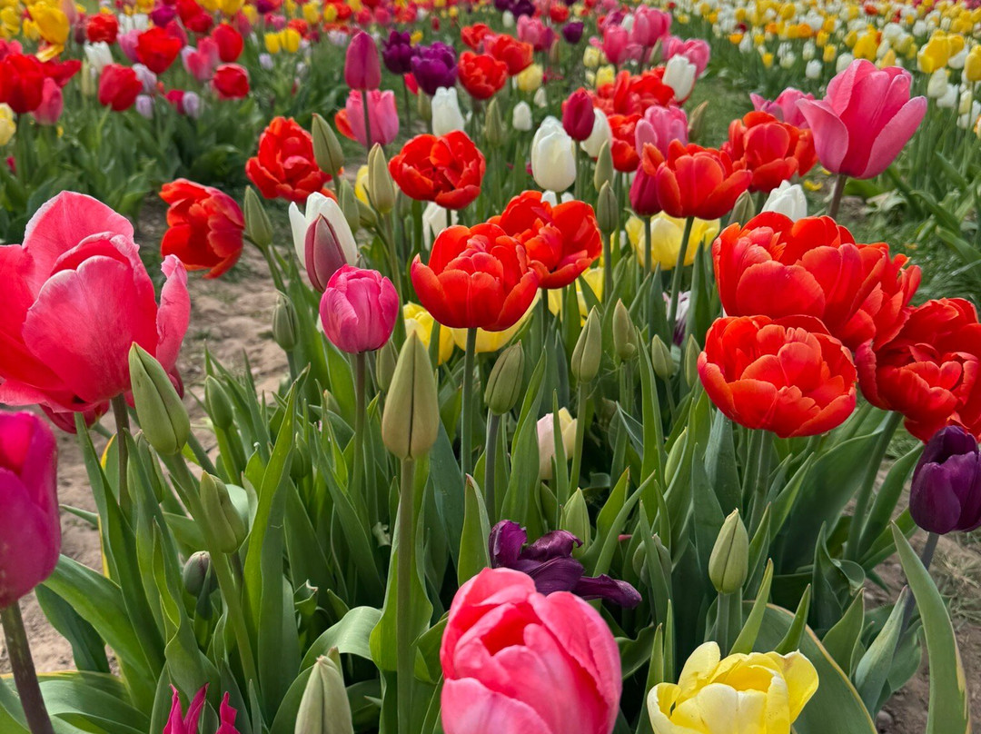 Tulleys Tulip Garden - Warwickshire-沃里克必去景点