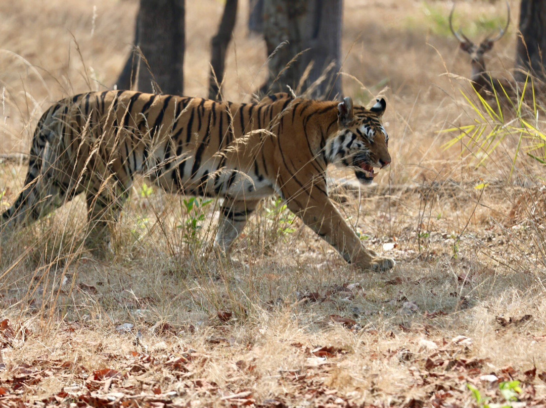 Pench Tiger Reserve-Kohka必去景点