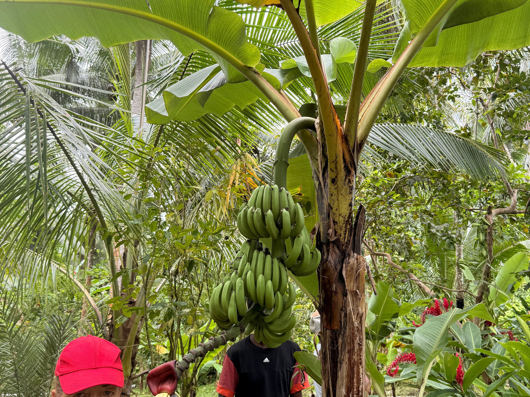 Sun Valley Plantation Hummingbird Garden-奥乔里奥斯必去景点