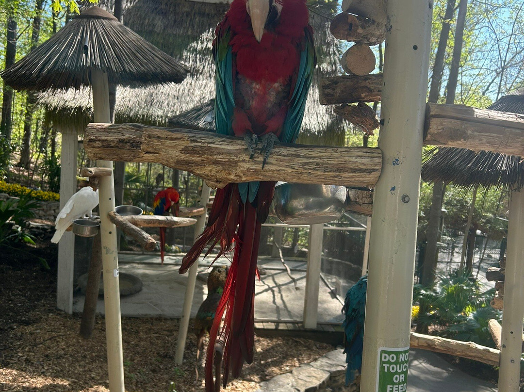 Parrot Mountain & Gardens-皮金福奇必去景点
