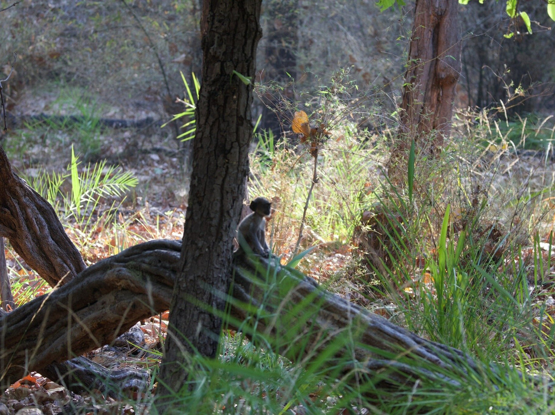 Bandhavgarh National Park-Bandhavgarh National Park必去景点