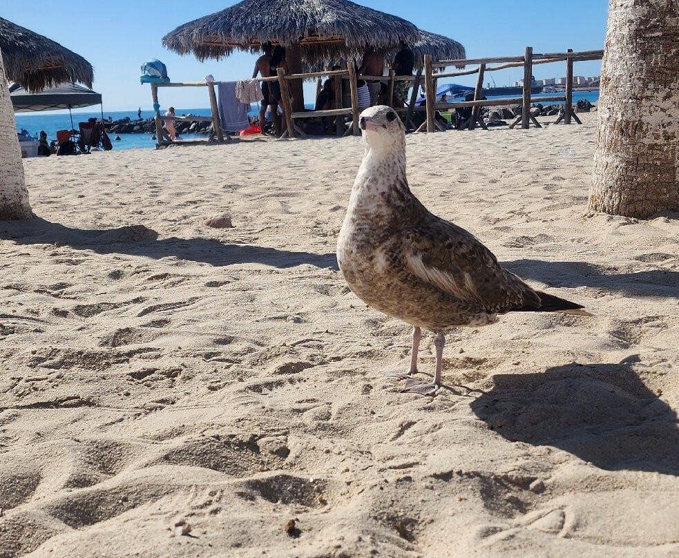 Playa El Tecolote (Tecolote Beach)-拉巴斯必去景点