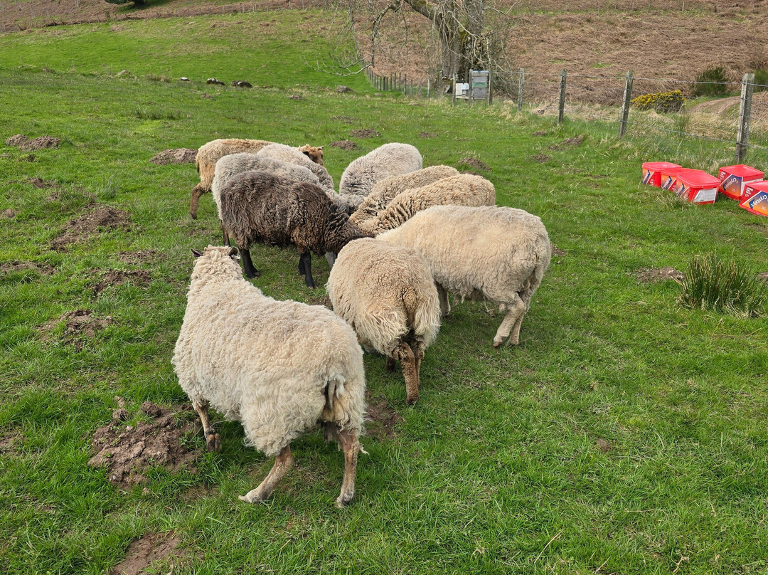 Nether Glenny Farm - Coos and Views-斯特灵必去景点