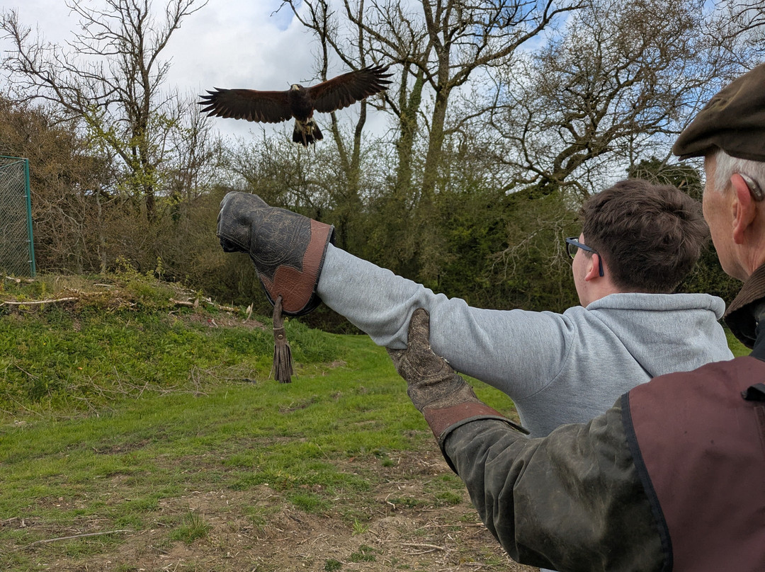 North Devon Hawk Walks-South Molton必去景点