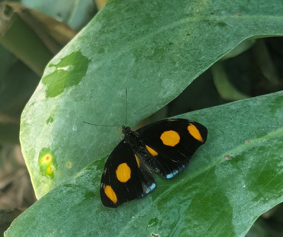 Butterfly Gardens @ Middleton Common Farm-Westmeston必去景点