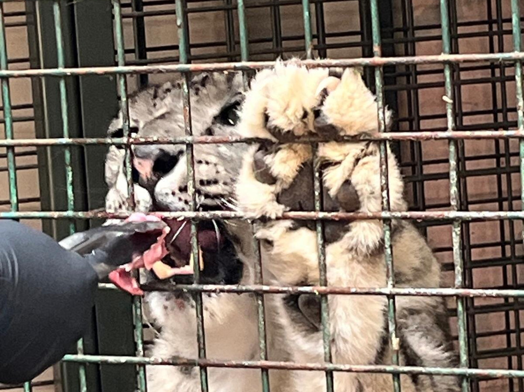 Twycross Zoo-Atherstone必去景点