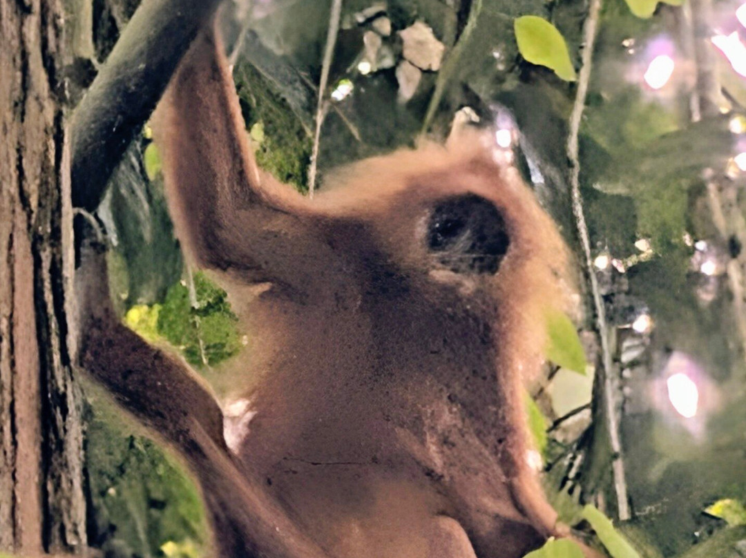 1StopBorneo Wildlife-斗湖必去景点
