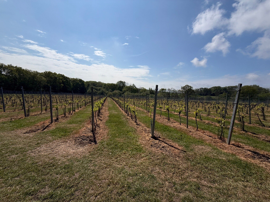 Off The Line Vineyard-Hellingly必去景点