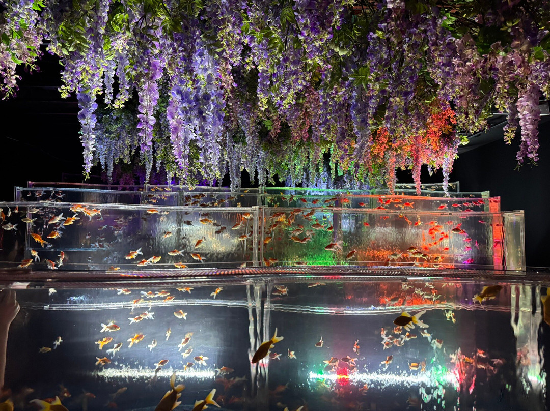 Art Aquarium-Ginza必去景点