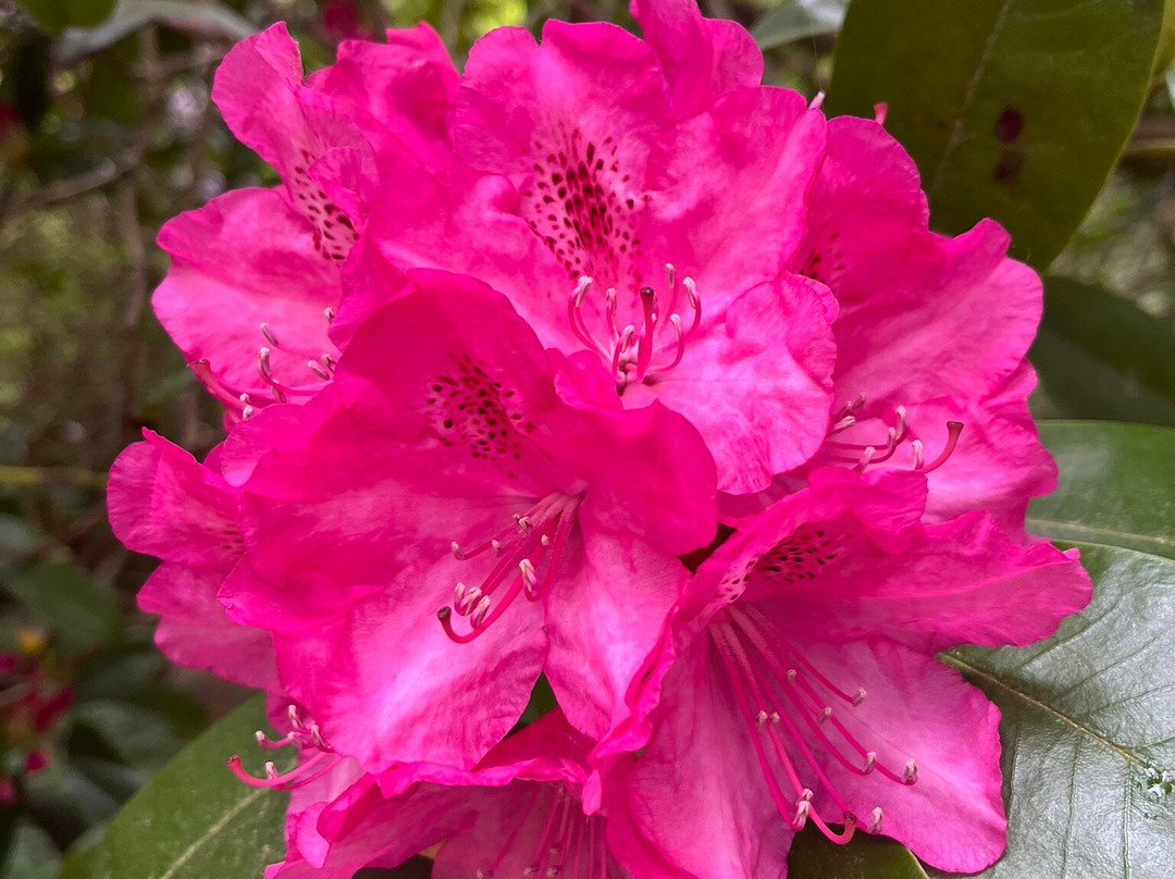 Arboretum Robert Lenoir-Rendeux必去景点