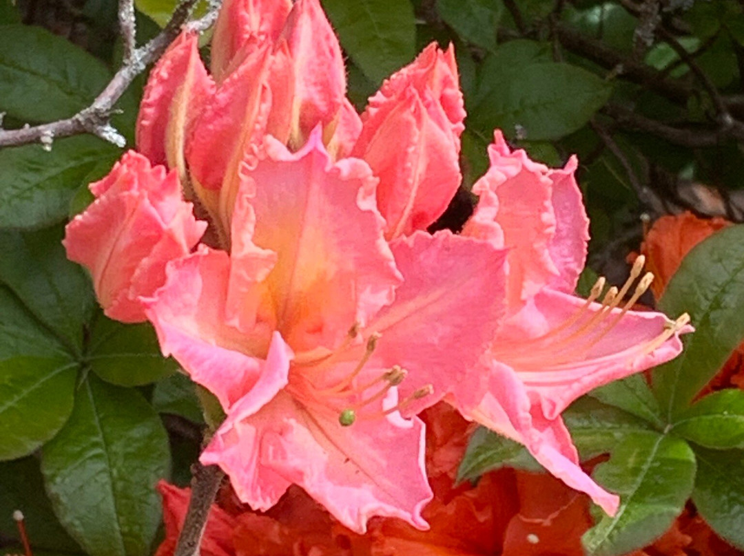 Wentworth Castle Gardens-巴恩斯利必去景点