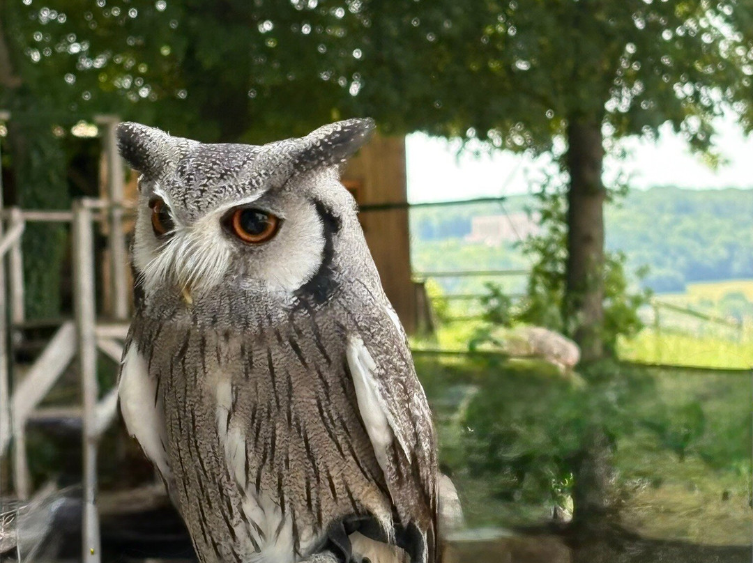 Les Aigles de Château-Thierry-Chateau-Thierry必去景点