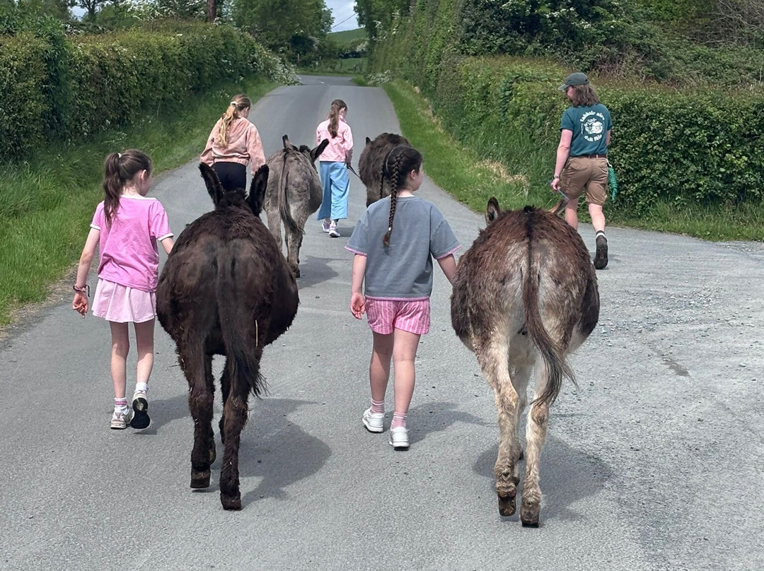 Kinedale Donkeys-Ballynahinch必去景点
