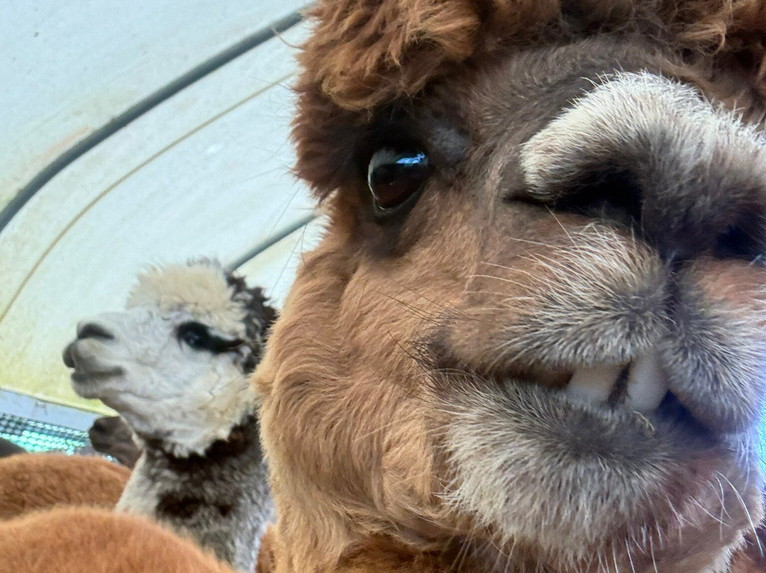 Stubbs Farm Alpacas-Loddon必去景点
