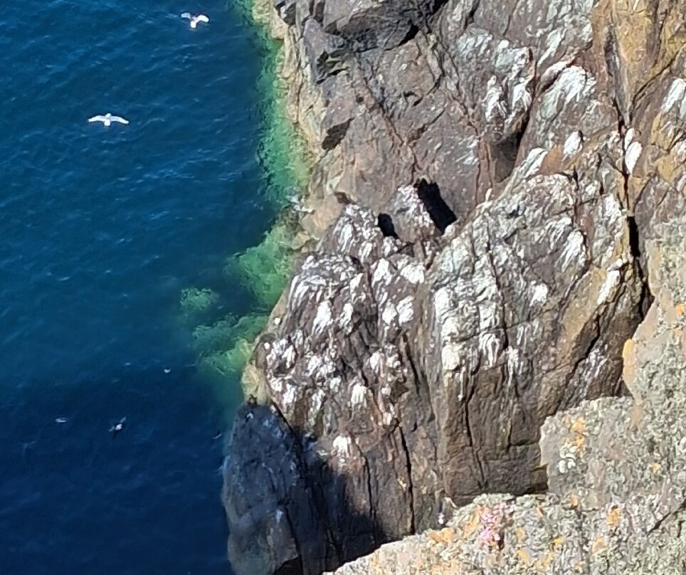 RSPB Mull of Galloway-Stranraer必去景点