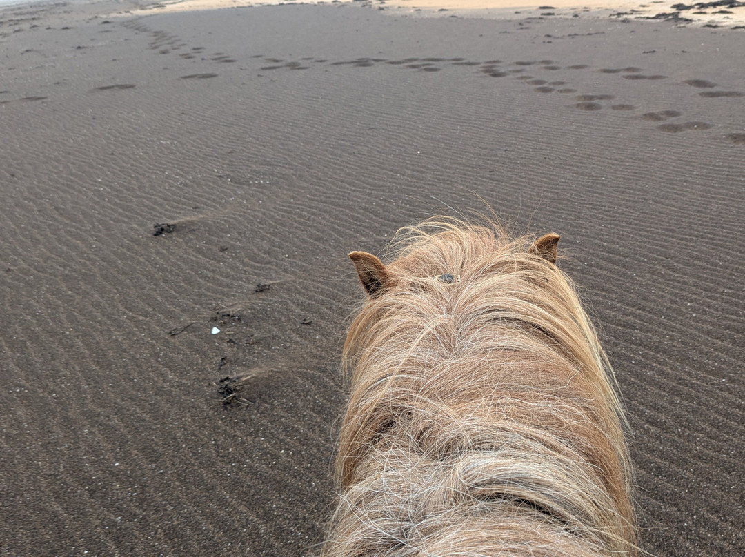 Stori Kambur Horse Rental-Snaefellsbaer必去景点