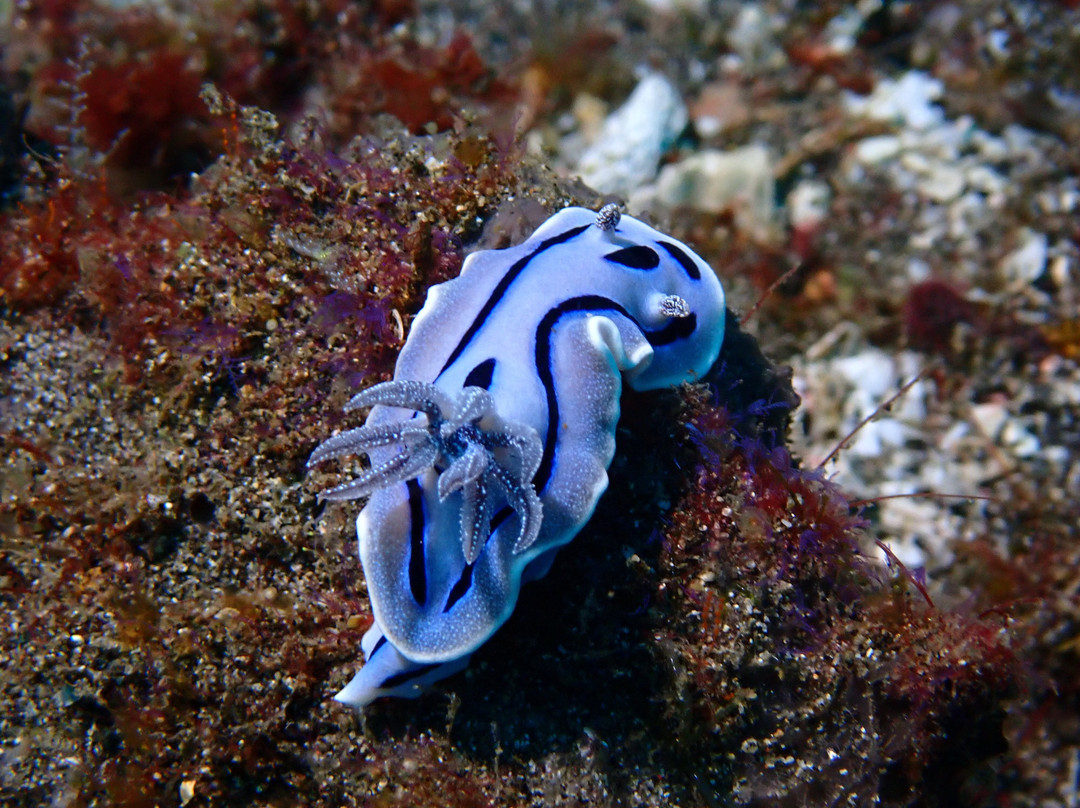 Diving Candidasa-甘地达萨必去景点
