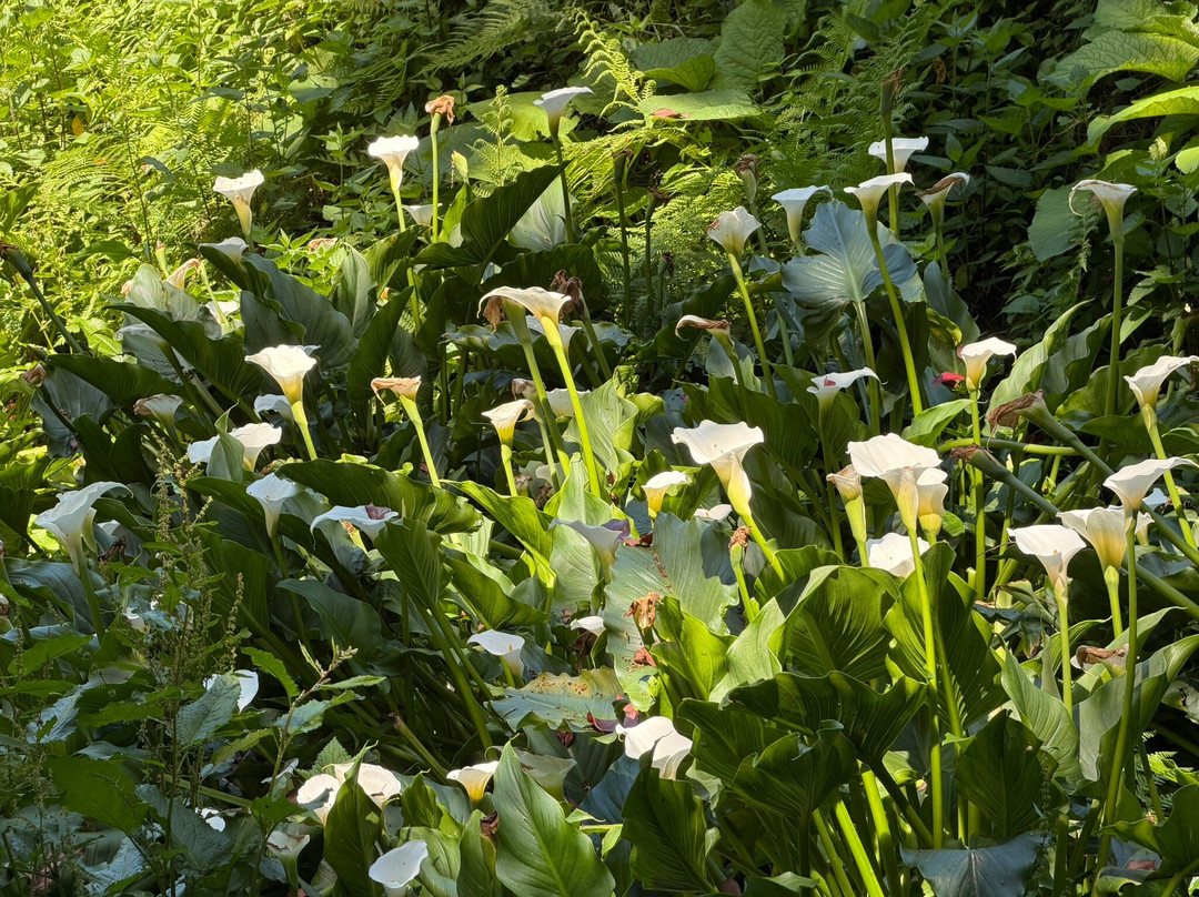 Batumi Botanical Gardens-巴统必去景点