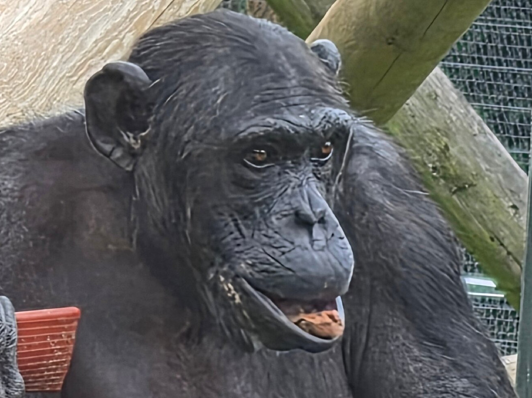 Dudley Zoo and Castle-Dudley必去景点