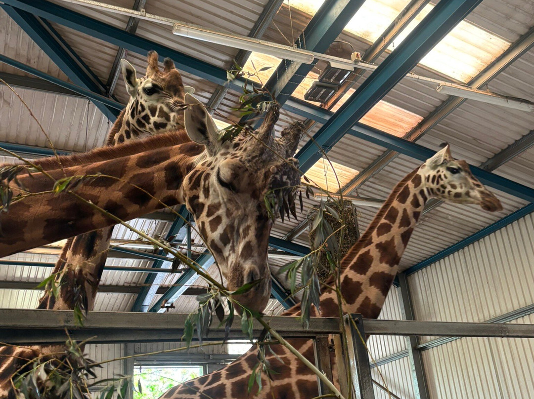 Paignton Zoo Environmental Park-佩恩顿必去景点