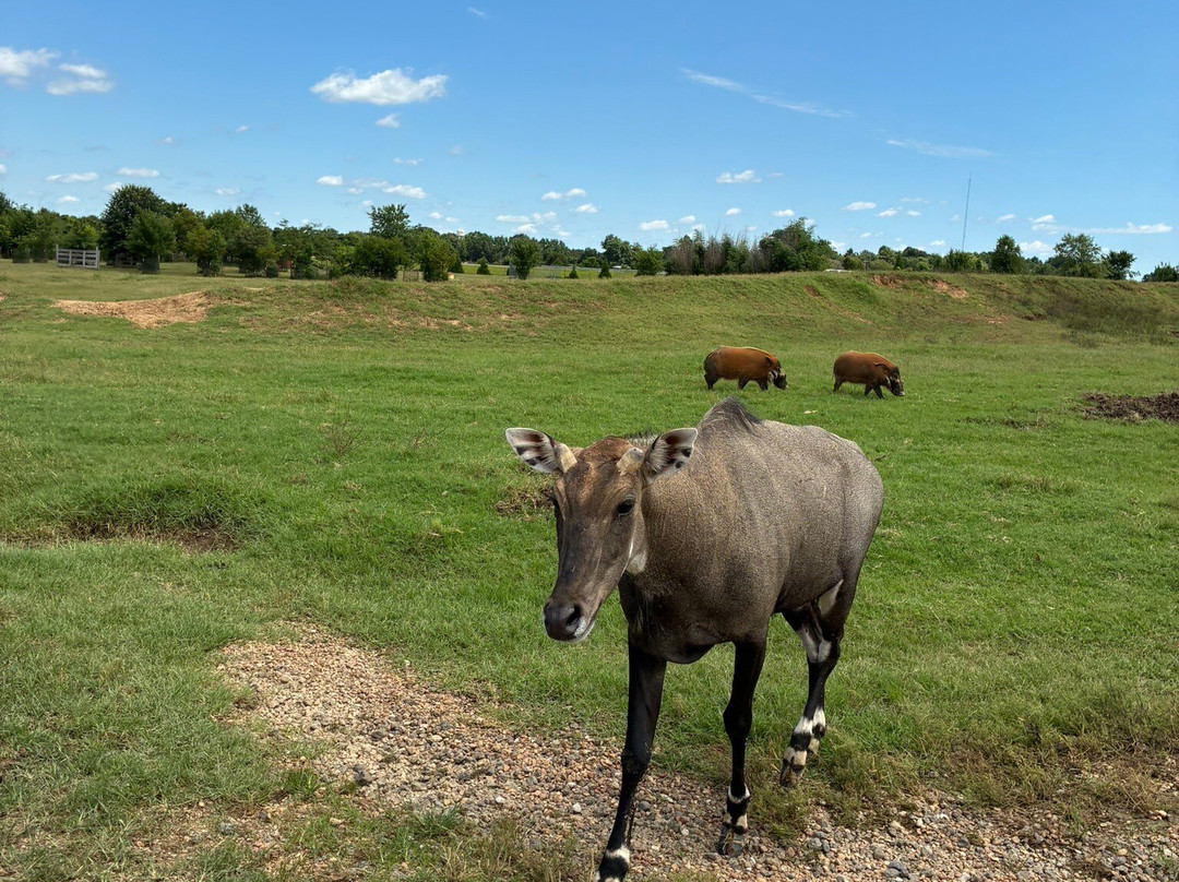 Tennessee Safari Park-Alamo必去景点