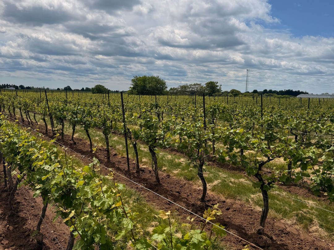 Konzelmann Estate Winery-滨湖尼亚加拉必去景点