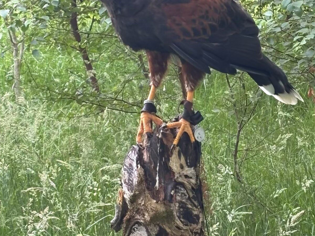 Killarney Falconry-基拉尼必去景点
