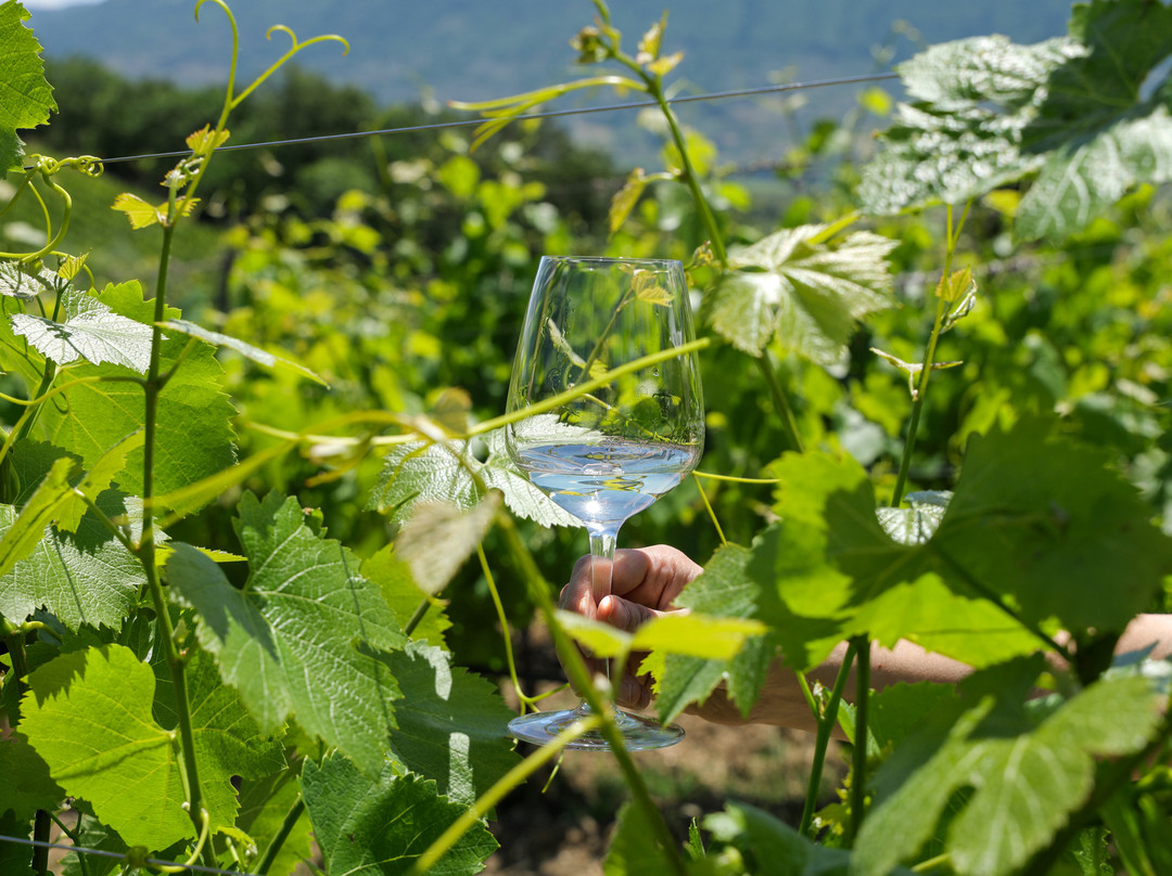 Sapentia Wine - L'Eredità del Vino-Guardia Sanframondi必去景点
