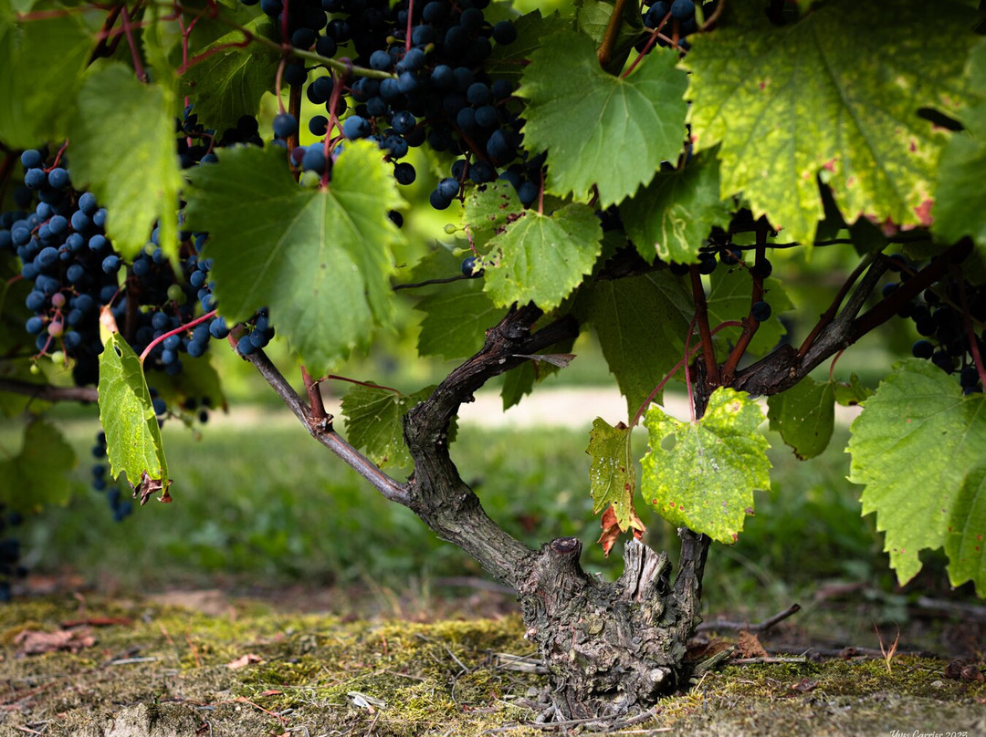 Vignoble Côte De Vaudreuil-沃德勒伊多里翁必去景点