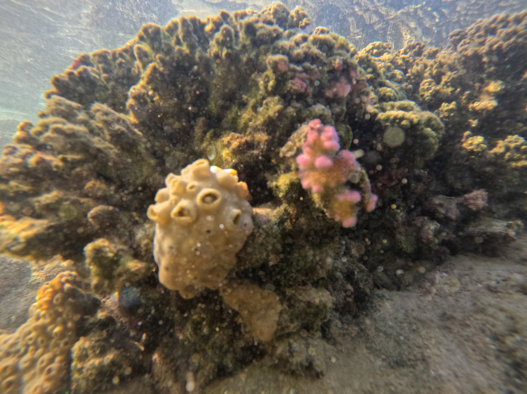 Tidal Tao Snorkeling Safaris-巴利托必去景点