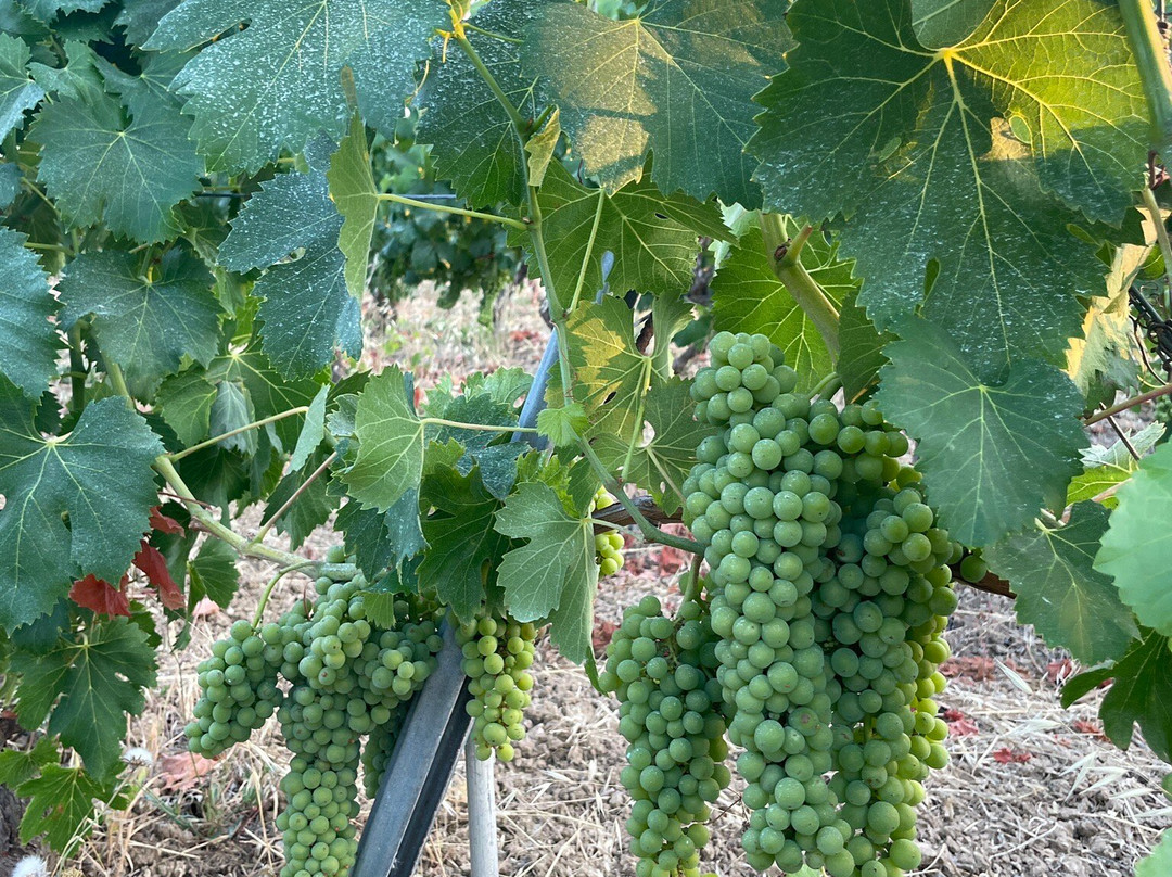 Azienda Vitivinicola MODE-Sennori必去景点