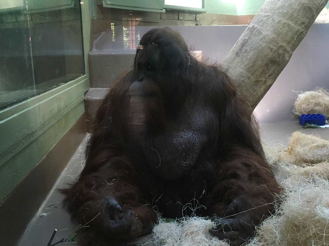 Oklahoma City Zoo and Botanical Garden-俄克拉何马城必去景点