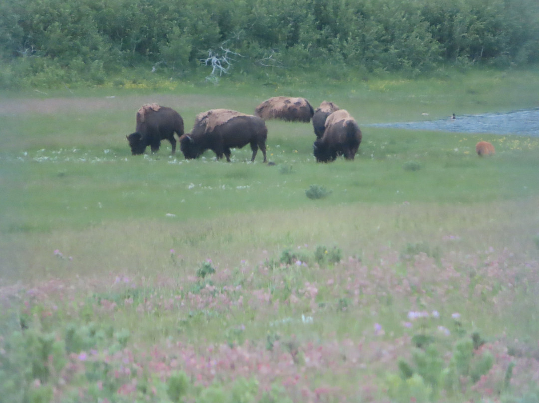 Bison Paddock Loop Road-沃特顿湖国家公园必去景点