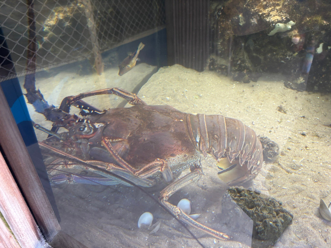 Florida Keys Aquarium Encounters-马拉松必去景点